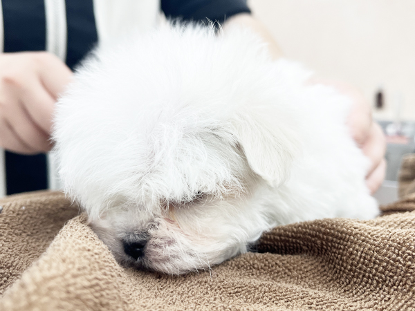 ☆子犬のお世話☆
